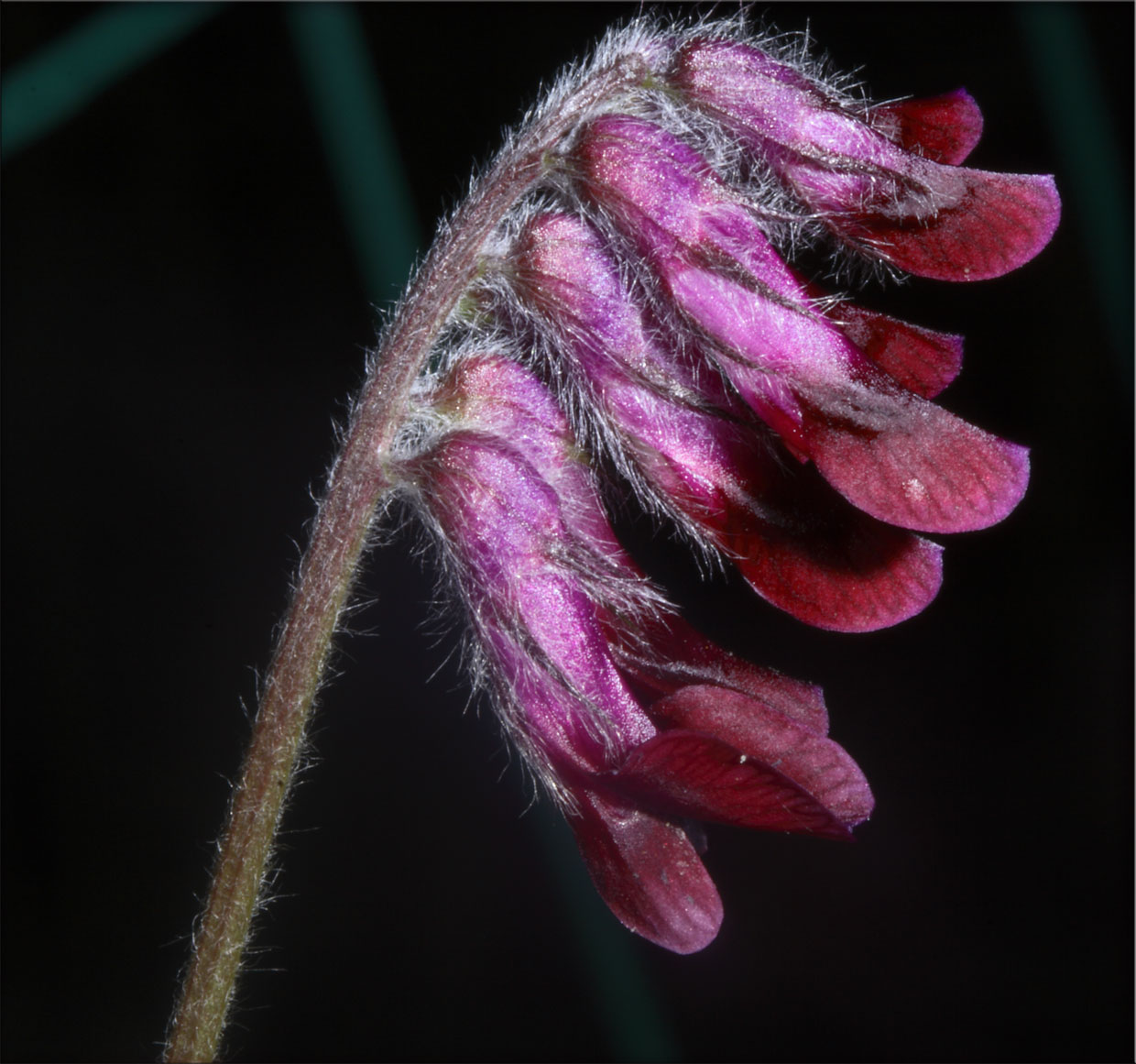 Vicia benghalensis / Veccia rosso-nera