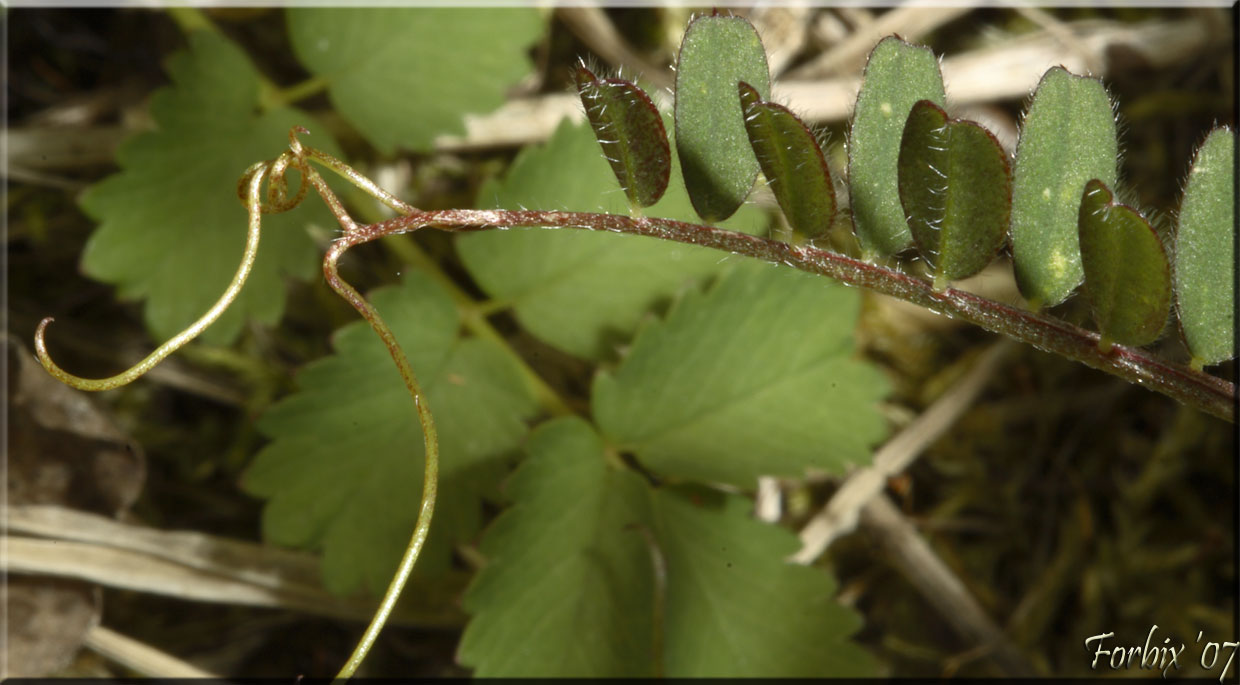Vicia hybrida / Veccia pelosa