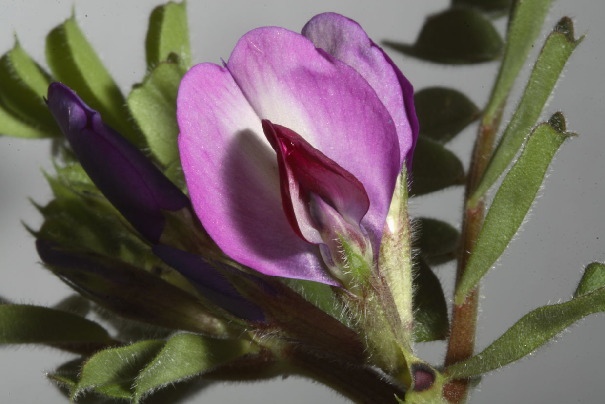 Vicia sativa ssp. segetalis