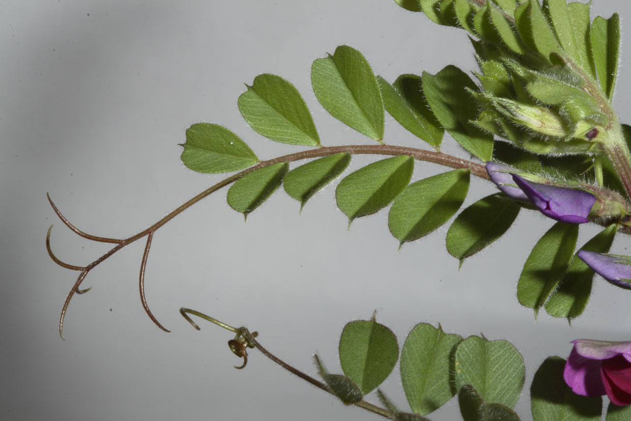Vicia sativa ssp. segetalis