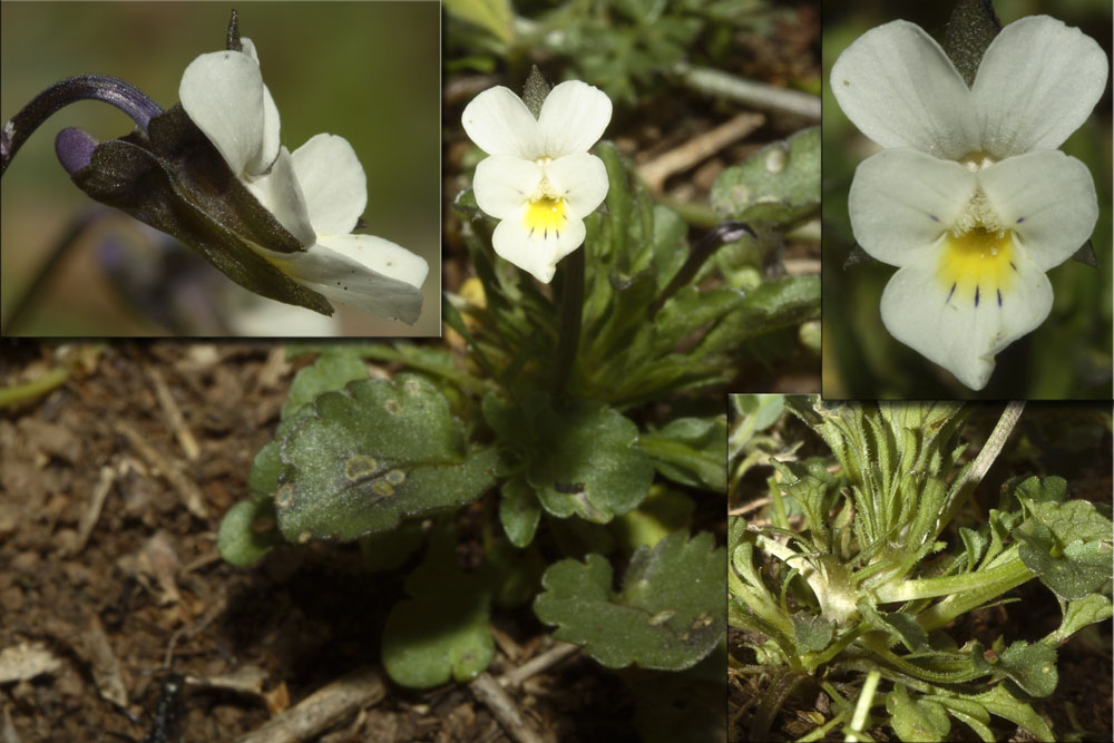 Viola arvensis / Viola dei campi