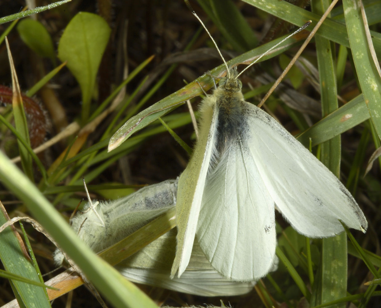 Accoppiamento rocambolesco di Pieris rapae!!