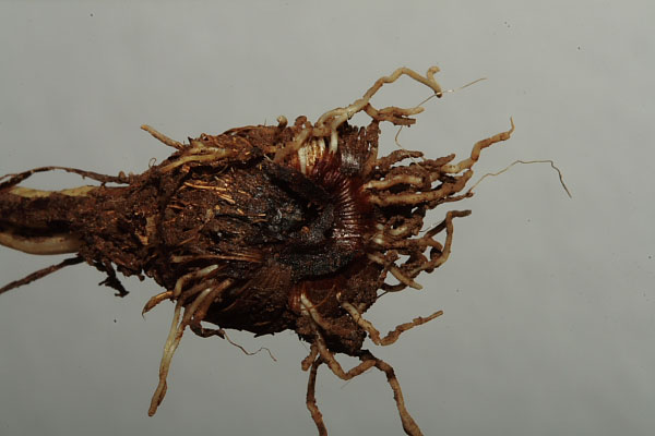 Crocus si......ma quale???