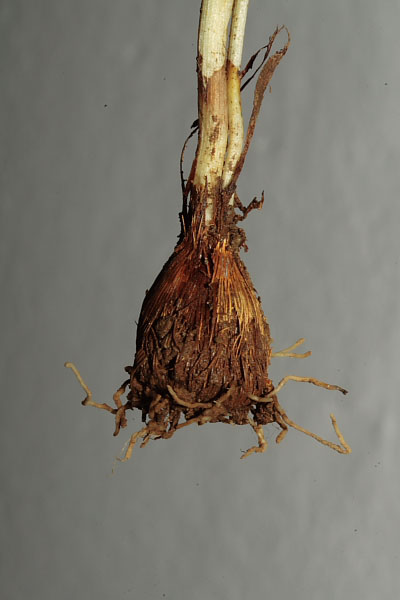 Crocus si......ma quale???