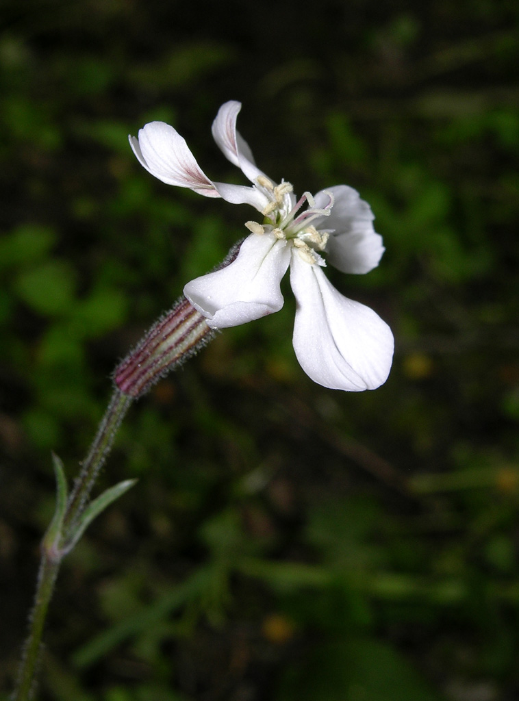 Silene paradoxa ?? No, Silene sp.