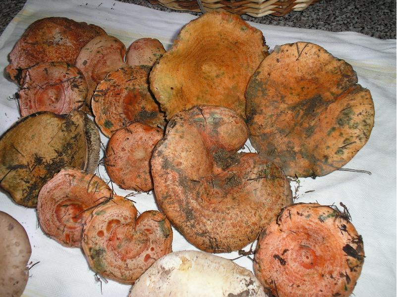 .....qualche stranezza della natura