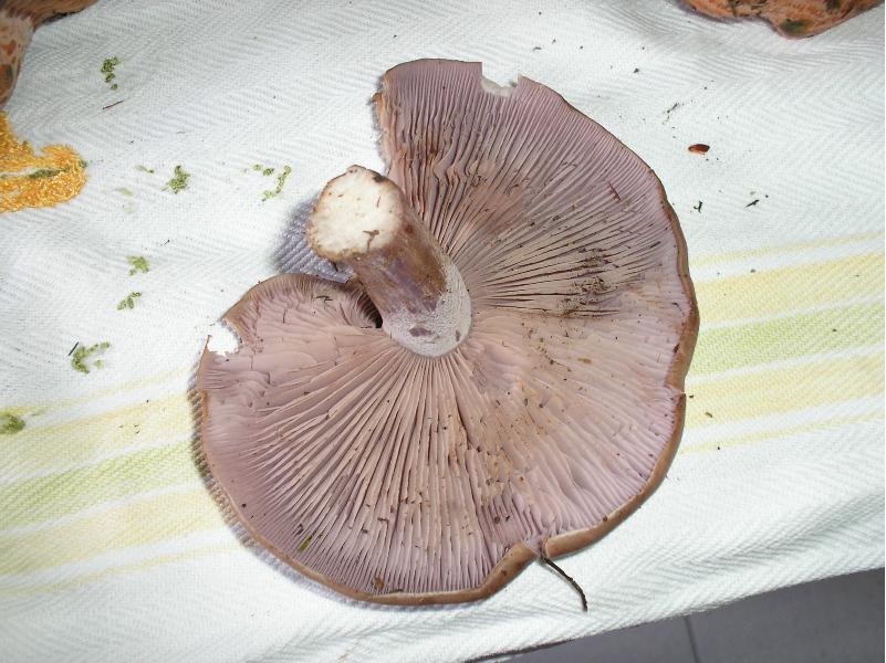 .....qualche stranezza della natura