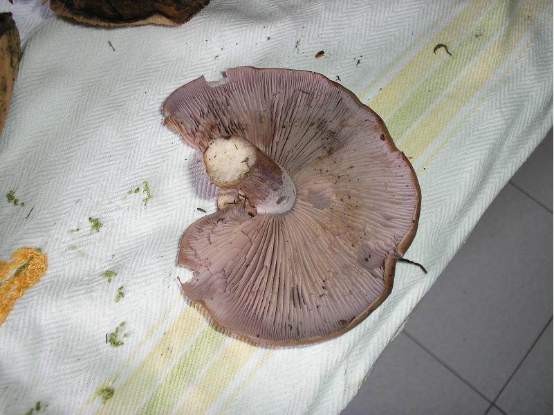 .....qualche stranezza della natura