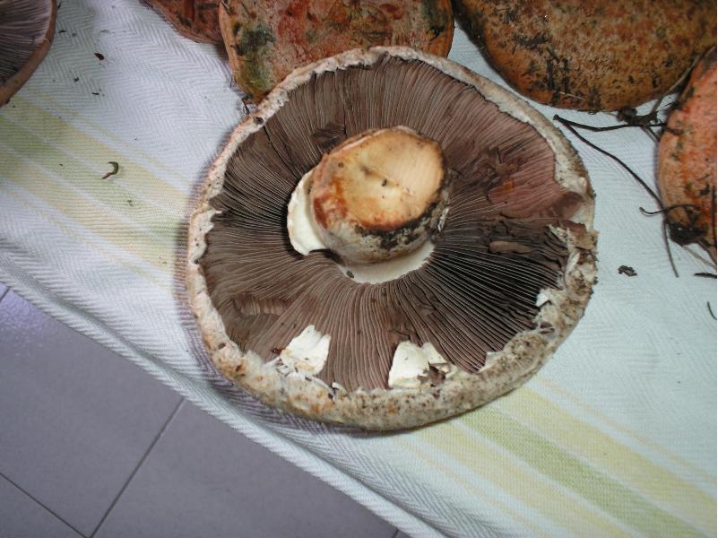 .....qualche stranezza della natura