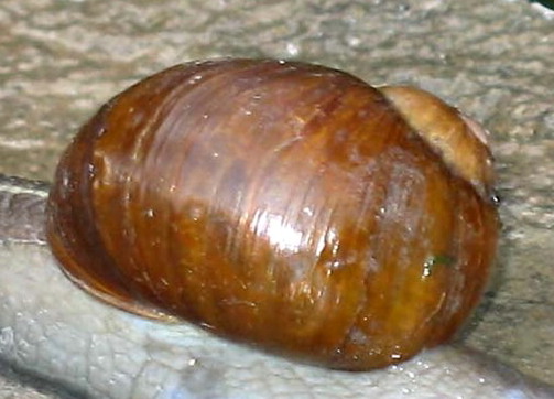 Helix aperta / Cantareus apertus