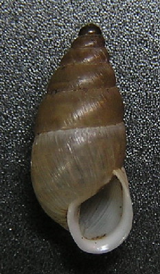 Eobania vermiculata