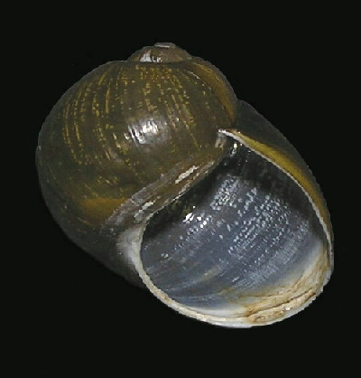 Helix aperta / Cantareus apertus