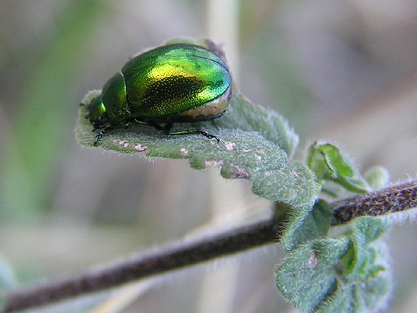 Chrysolina herbacea