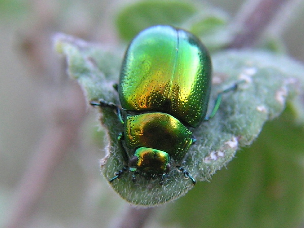 Chrysolina herbacea