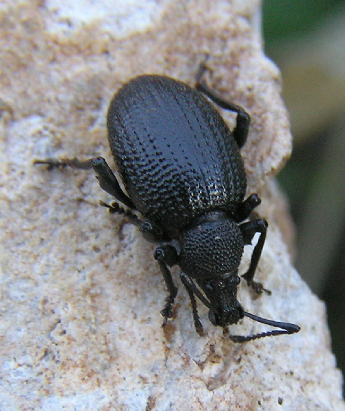 Curculionidae