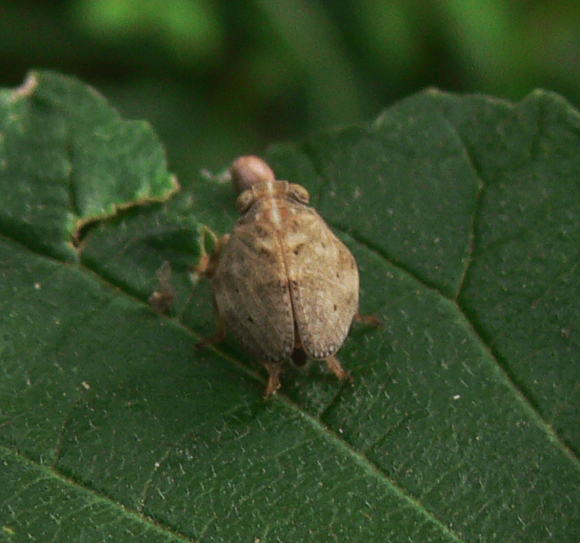 Hysteropterum sp.