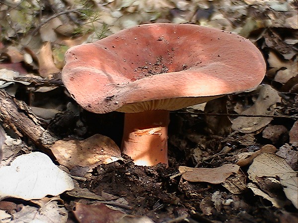 Lactarius 1?