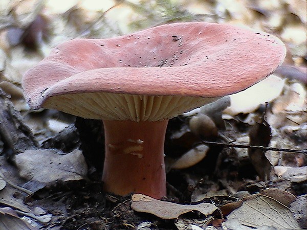Lactarius 1?