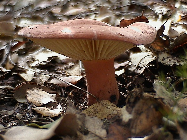 Lactarius 1?
