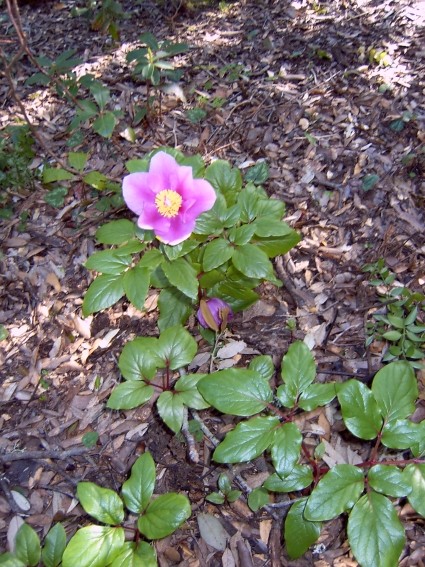 Paeonia morisii / Peonia di Moris