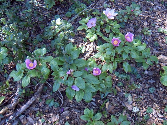 Paeonia morisii / Peonia di Moris