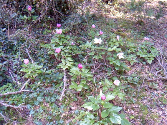 Paeonia morisii / Peonia di Moris