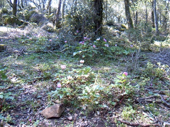 Paeonia morisii / Peonia di Moris