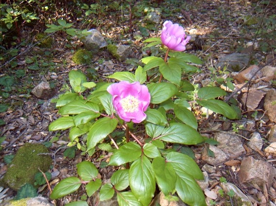 Paeonia morisii / Peonia di Moris