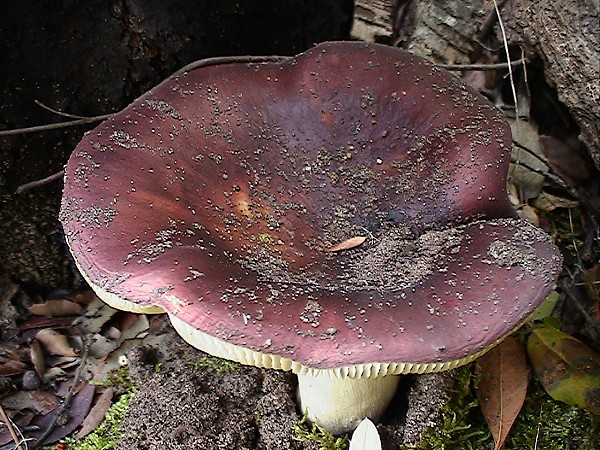 Russula?