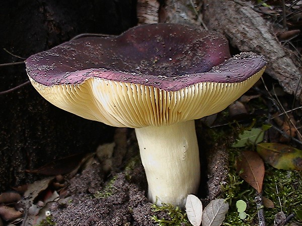 Russula?