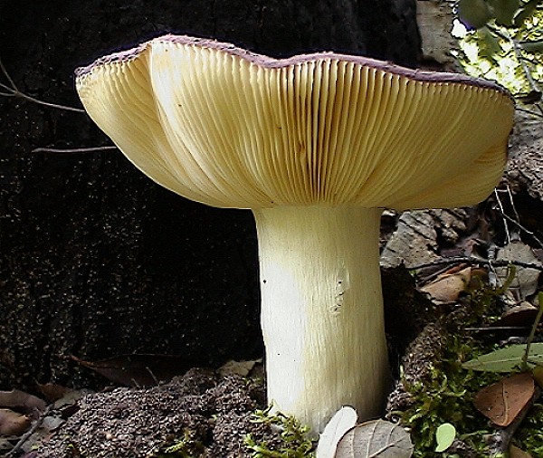 Russula?