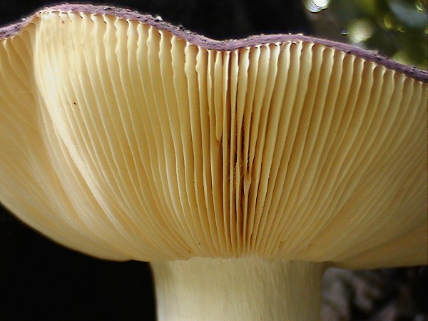 Russula?