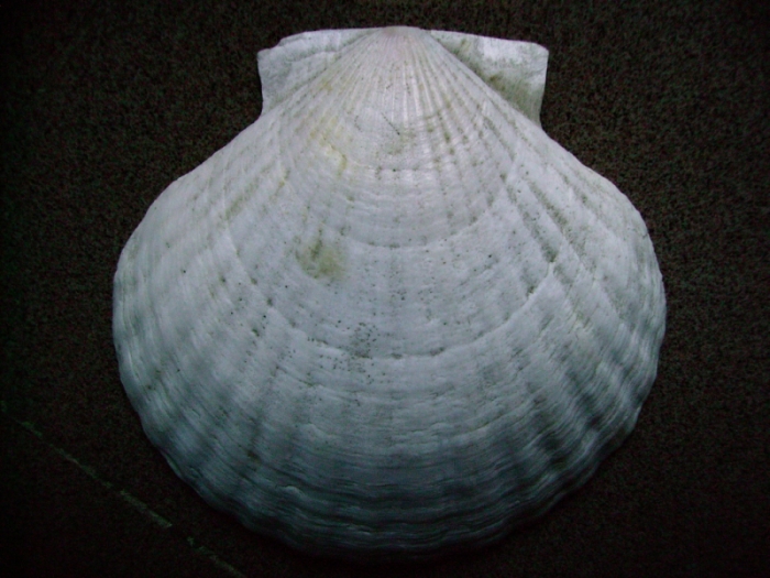 Pecten ???