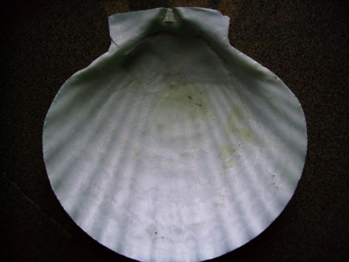 Pecten ???