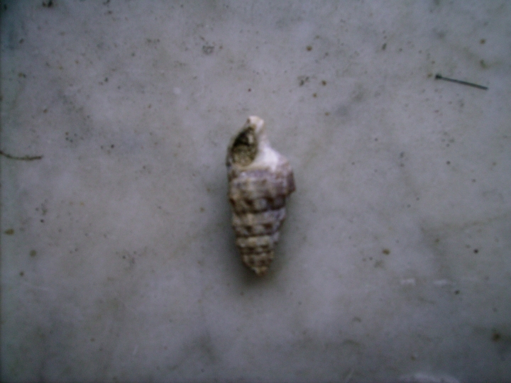 Cerithium da Capraia