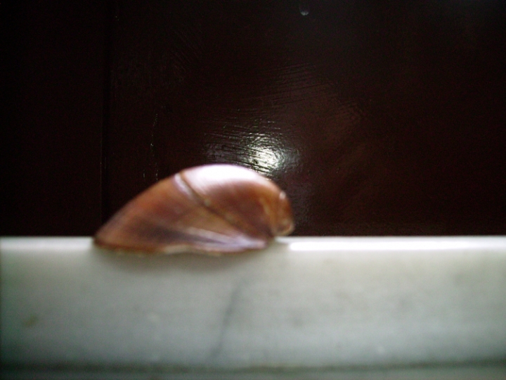 Glycymeris glycimeris?
