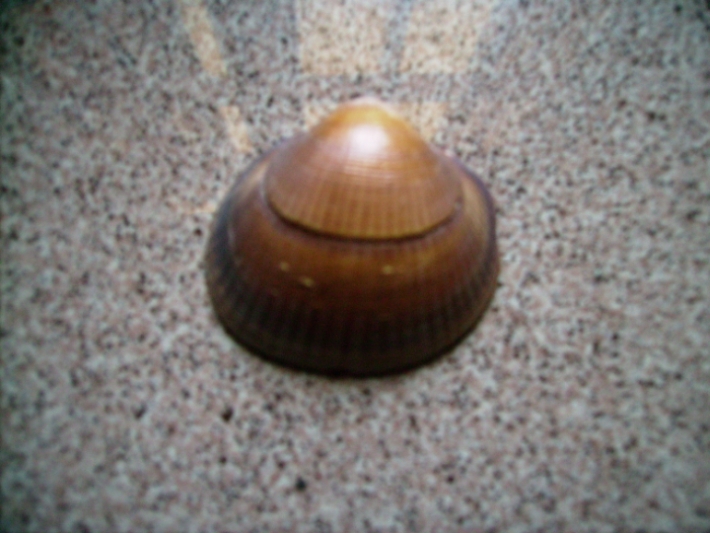 Glycymeris glycimeris?