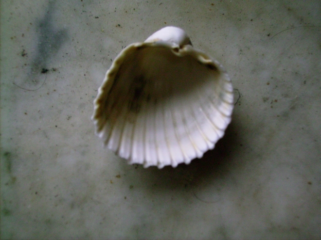 Acanthocardia tubercolata