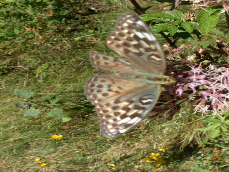 Farfalla da identificare
