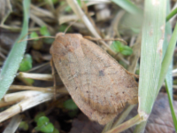 Noctuidae