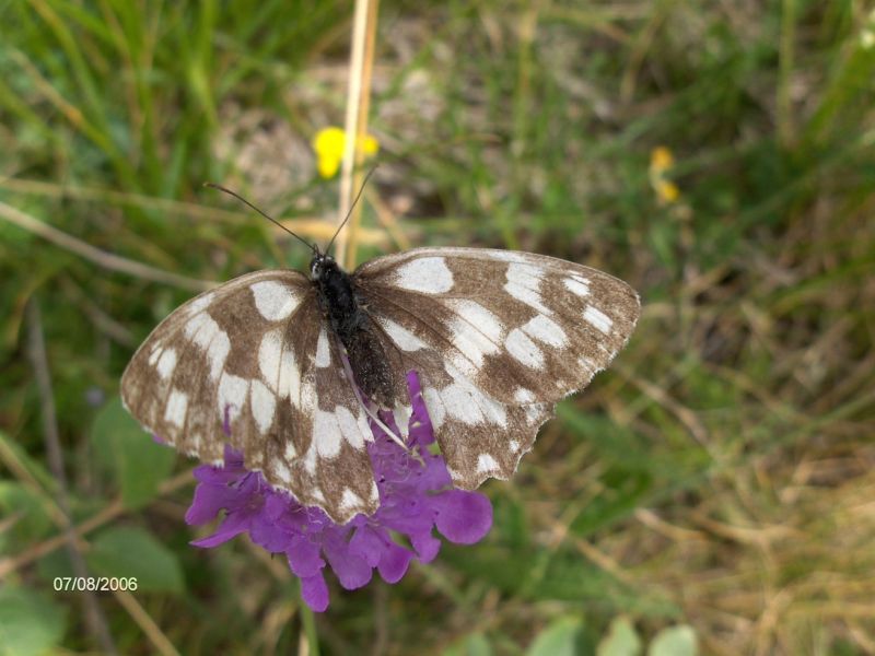 Melanargia galathea