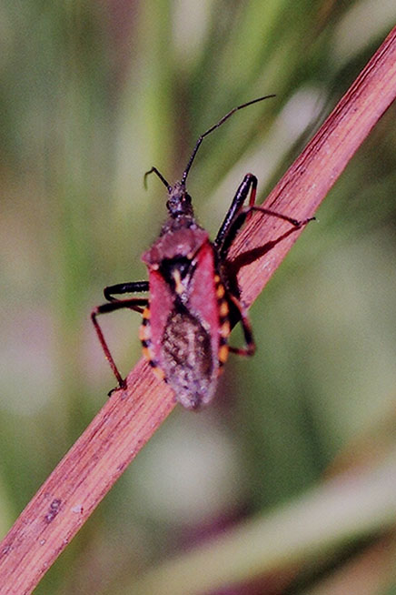 Rhynocoris erythropus