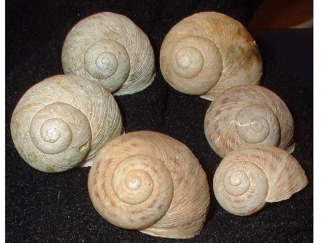 molluschi di capo Gallo