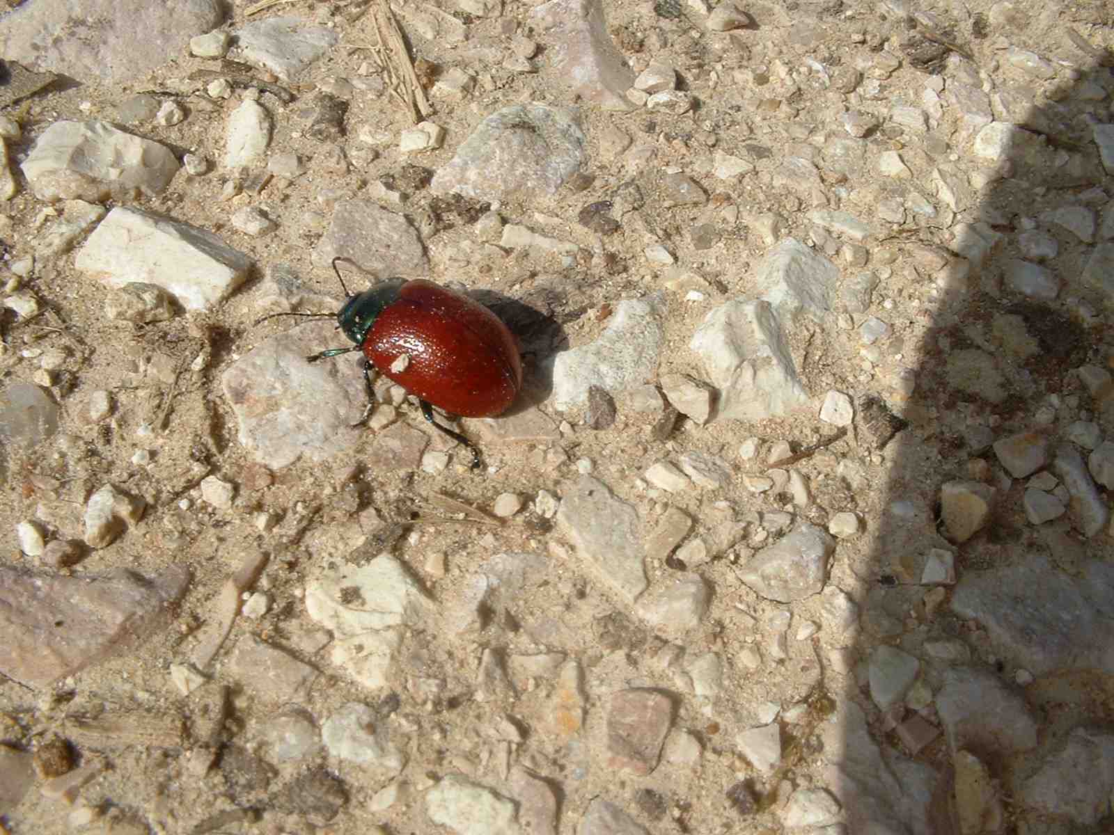 Coleotteri di Ficuzza