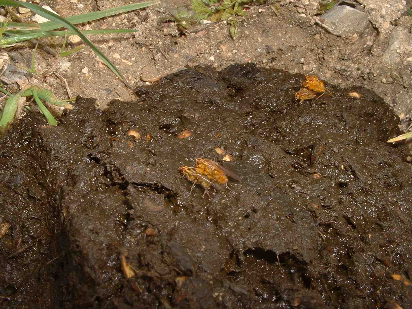 Coleotteri di Ficuzza