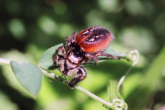 Ragni delle Madonie - Thomisidae e Salticidae