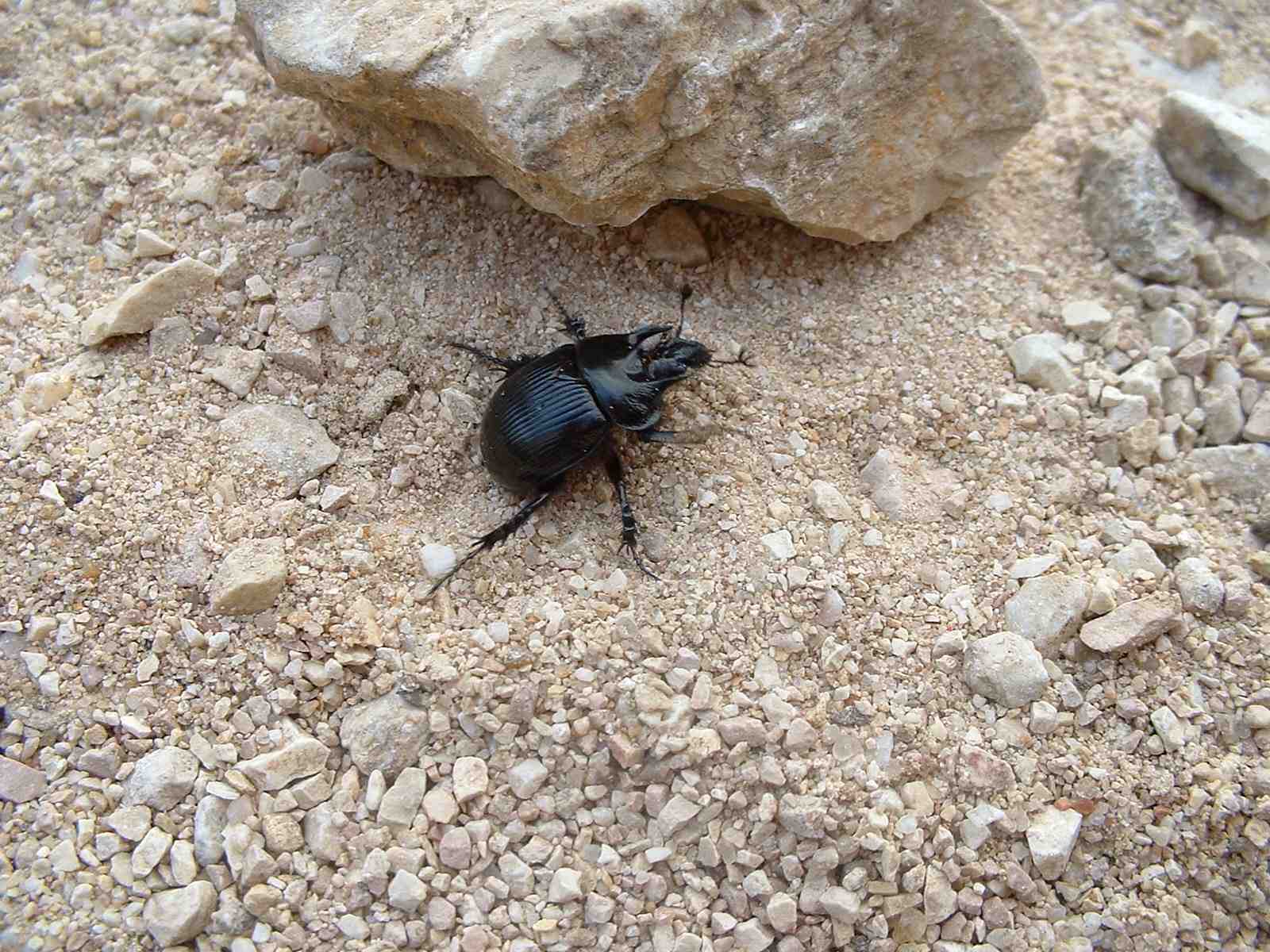 Coleotteri di Ficuzza