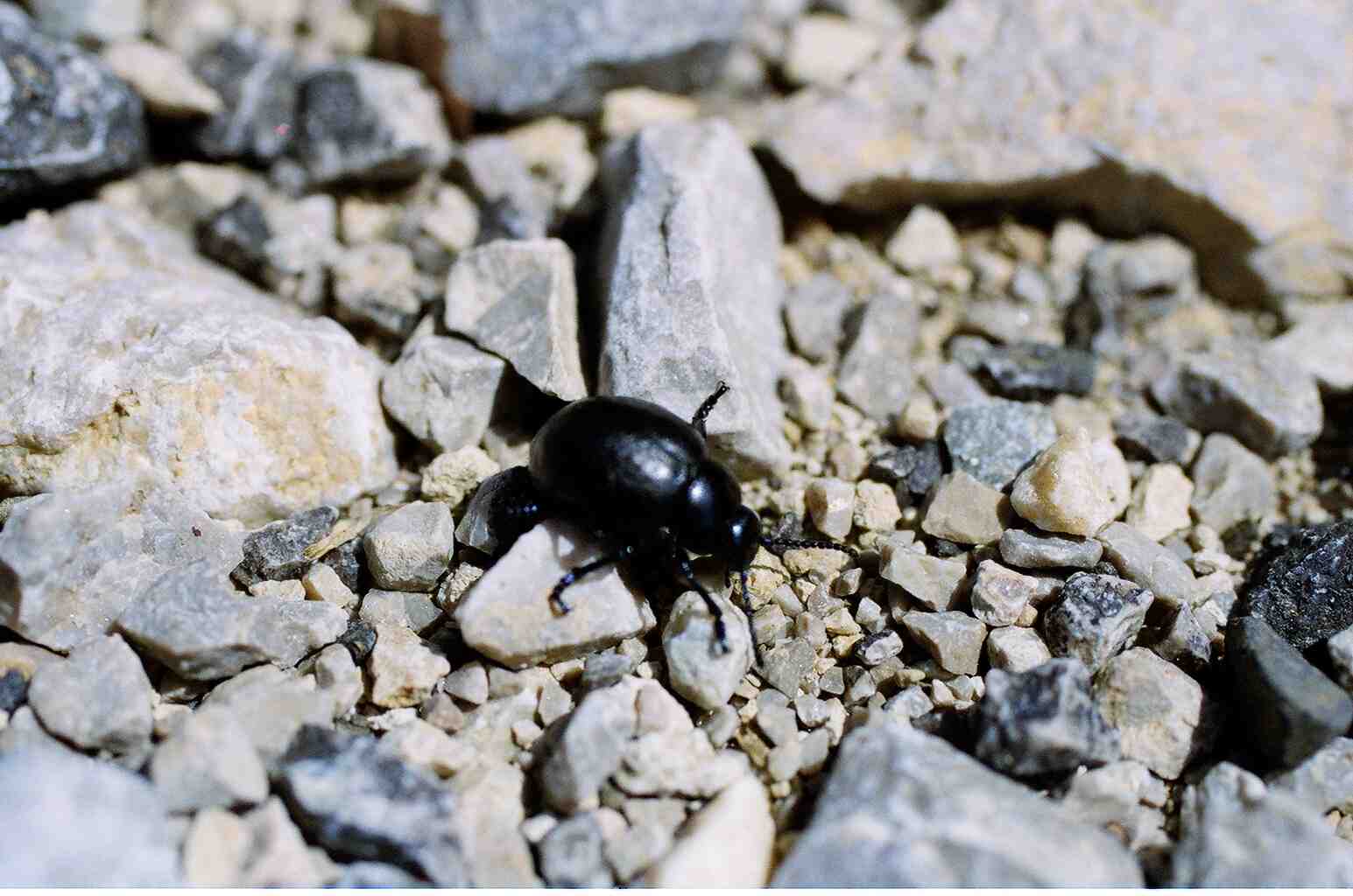 Timarcha sicelidis delle Madonie (Col., Chrysomelidae)
