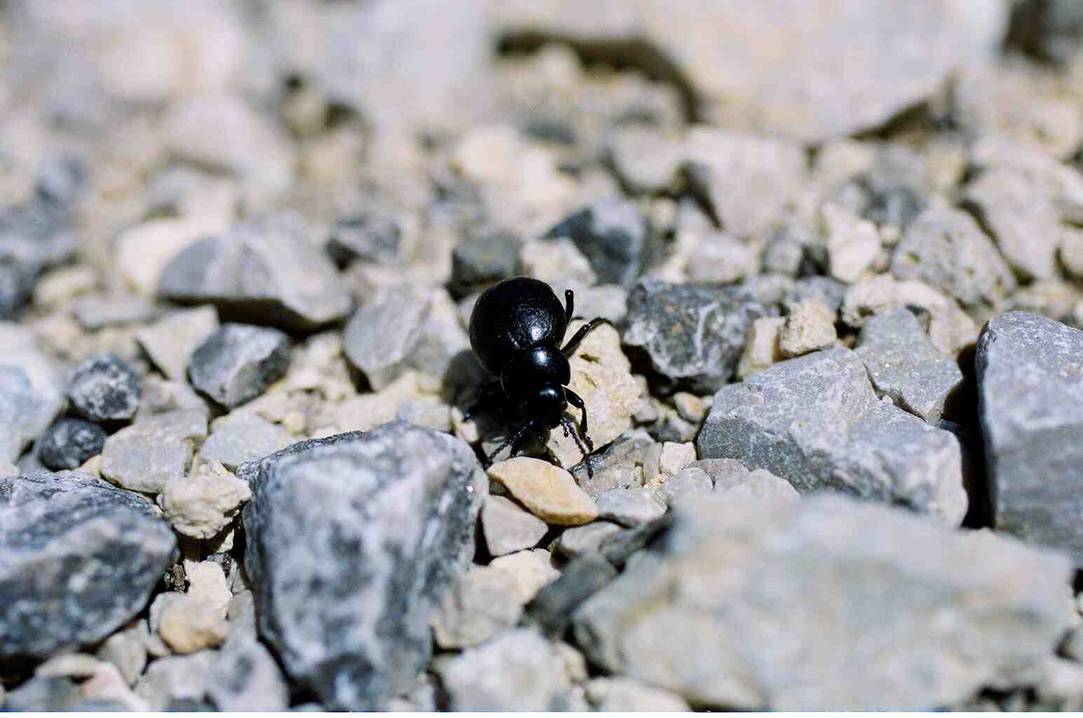 Timarcha sicelidis delle Madonie (Col., Chrysomelidae)