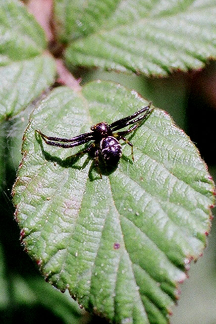 Ragni delle Madonie - Thomisidae e Salticidae